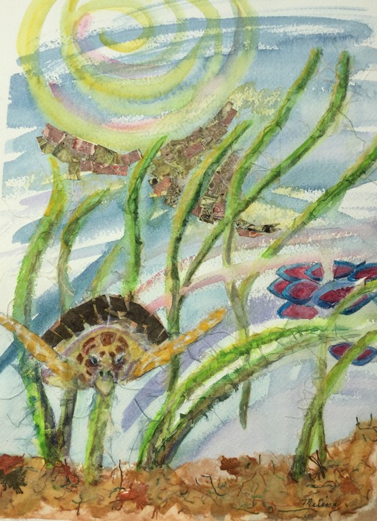 Seymour, the saved sea turtle. 