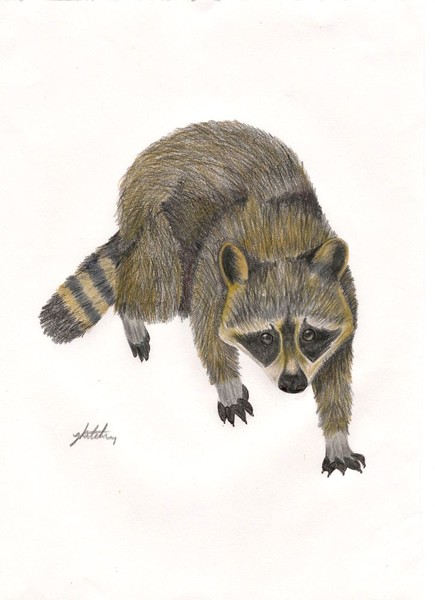 Raccoon