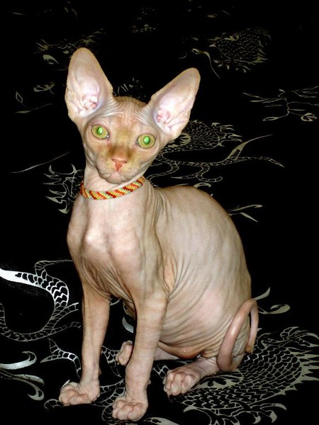 Egyptian cat.