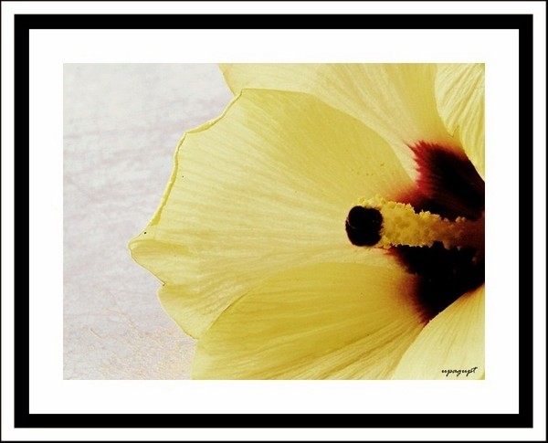flower beauty