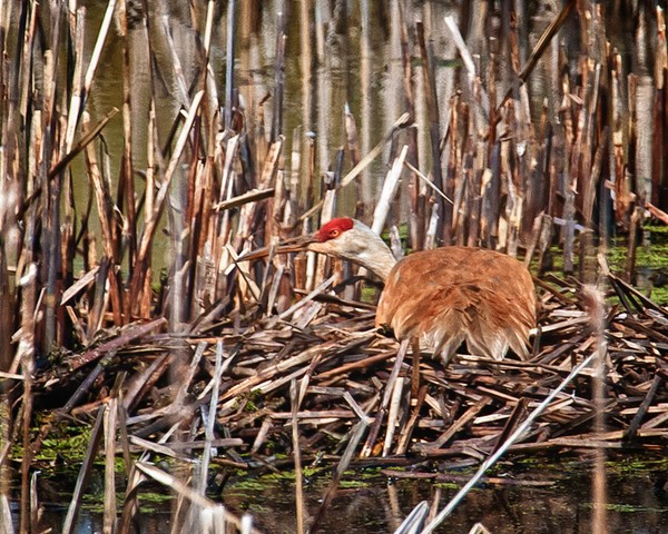 Crane On Her Nest