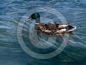 Mallard