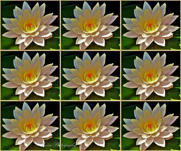 Peace Water Lily 3D Tile
