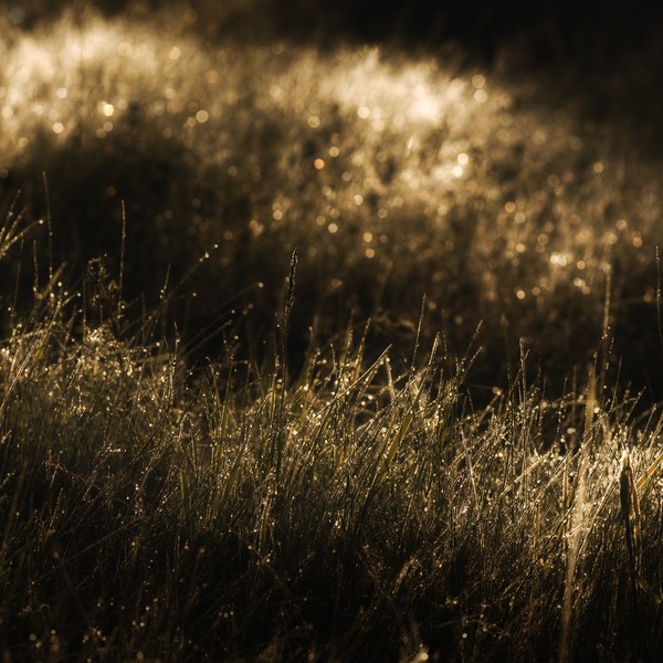 morning dew