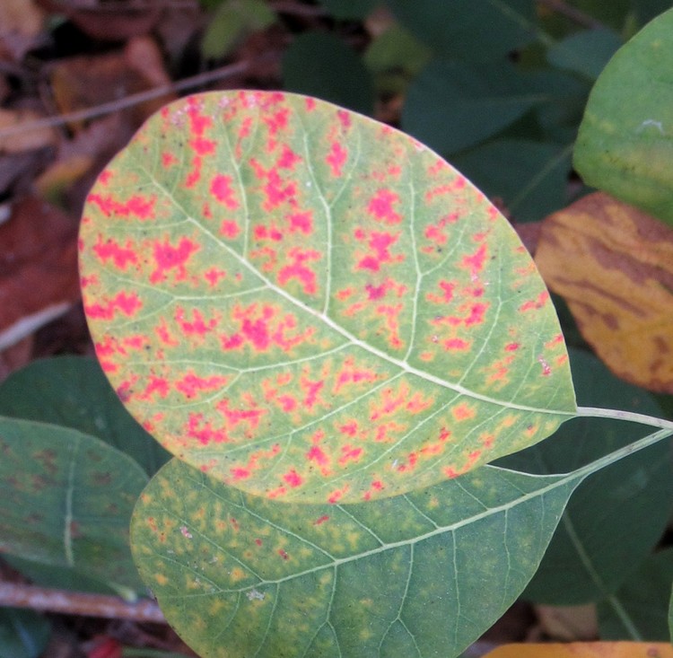 PRETTY LEAF