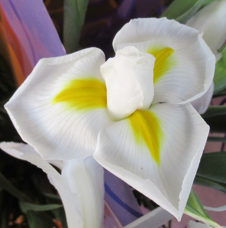 WHITE IRIS