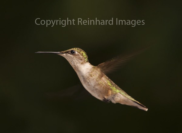 Suspended Hummingbird