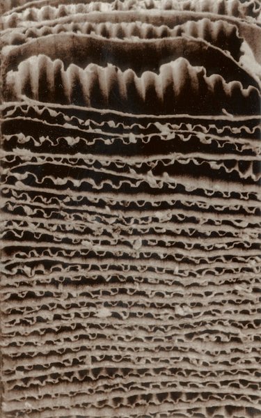 Brown Paper EKG