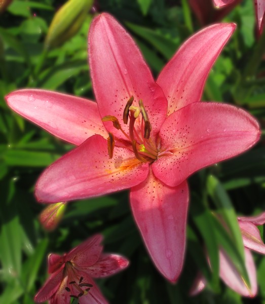 Pink Lilly #1