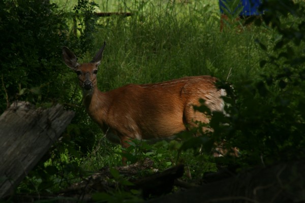 Oh deer~