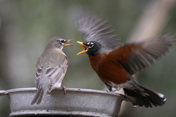 Stop Yelling