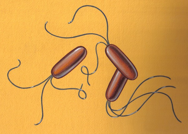 Bacteria