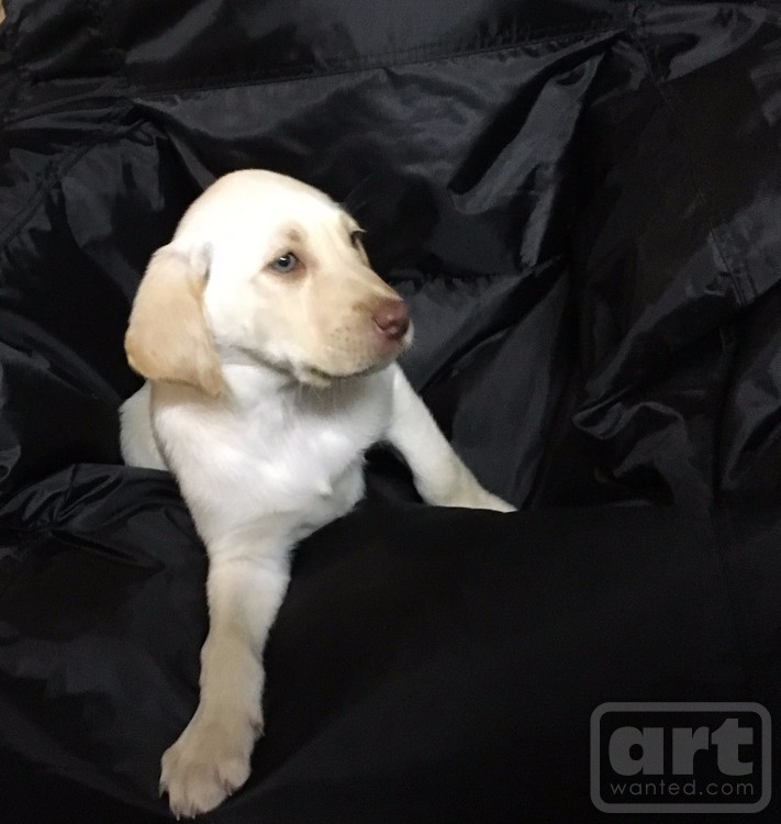Yellow Lab Puppy Sadie