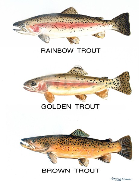 3 troat