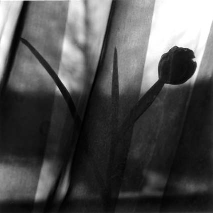 Behind curtains III