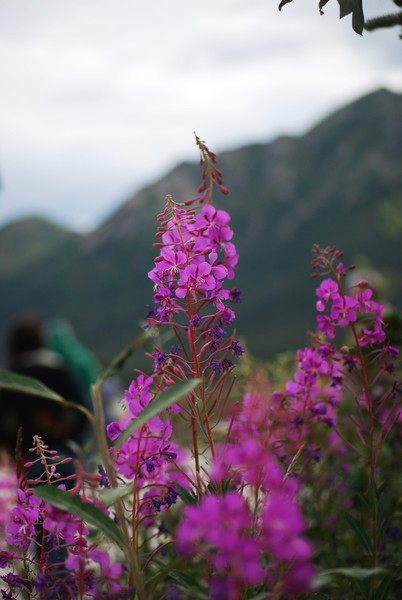 Pink Fireweed