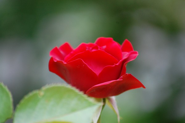 A rose is a rose is a rose