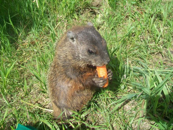 groundhog 