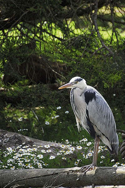 Grey Herron