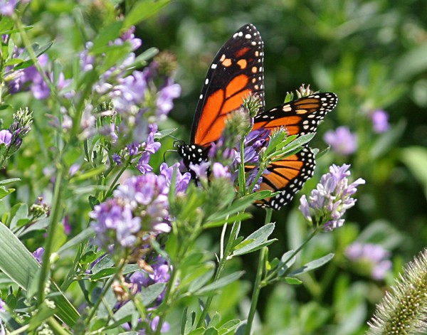 Monarch 3