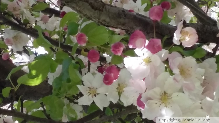 More Wild Cherry Blossoms.  Photo