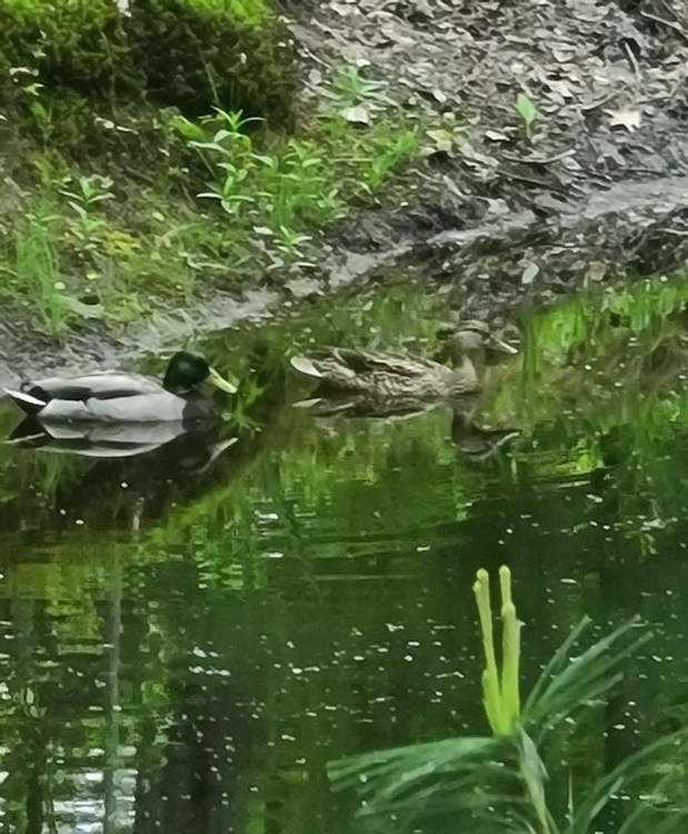 MALLARDS