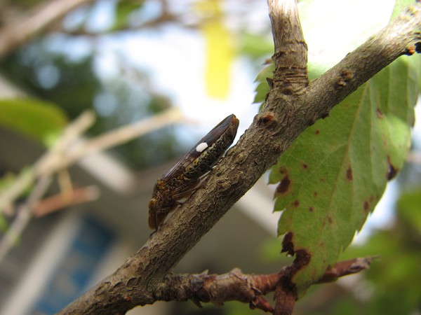 Bug