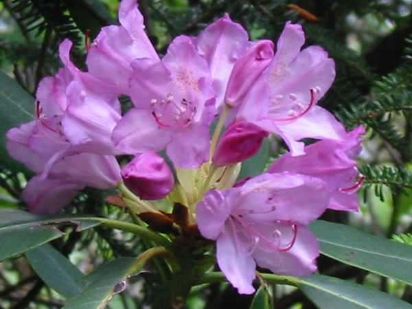 Mountain Flower