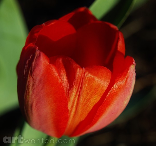 LOVE THE TULIP