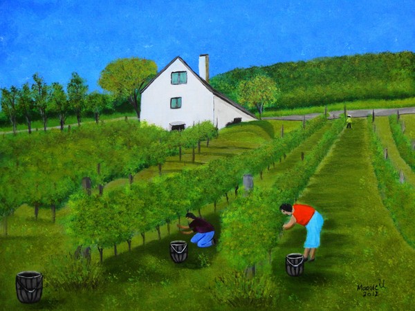 Grape harvest