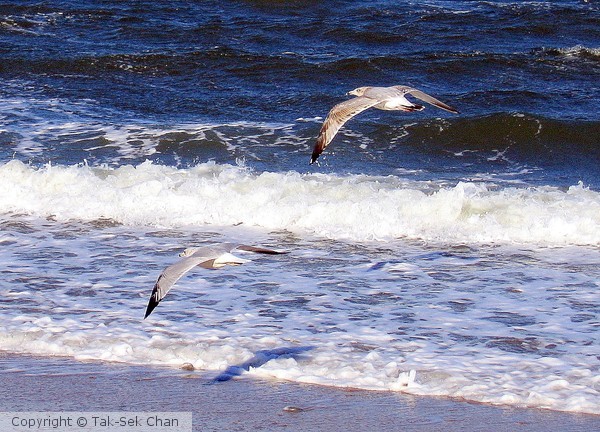 Synchronous Seagulls, 11777