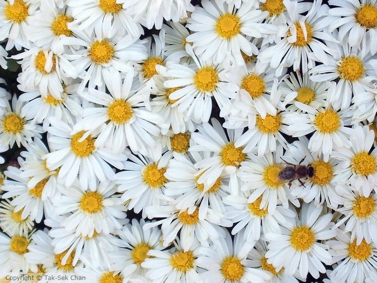 Daisy, Russell's, Wayland, MA, USA, 10-10-2011