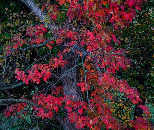 Autumn Red
