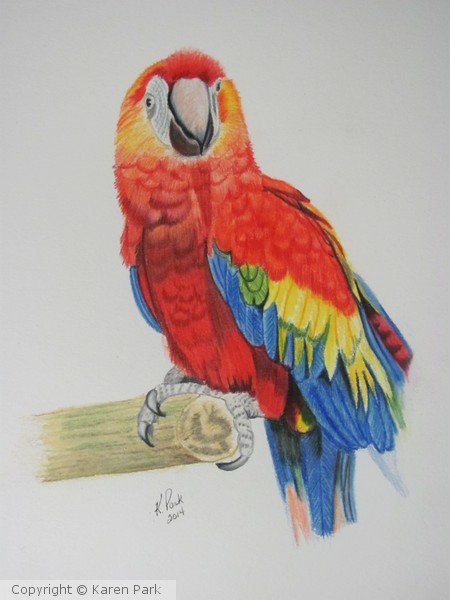 Scarlet Macaw