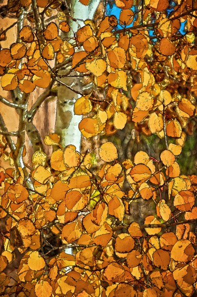 Aspen's Gold