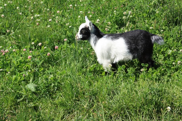 Baby goat