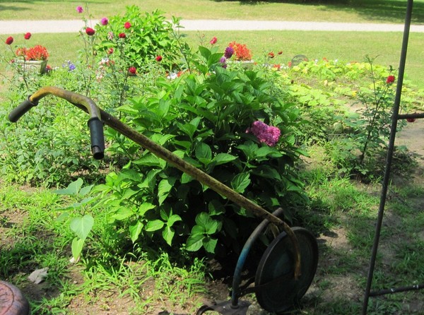 Little Gardens 5