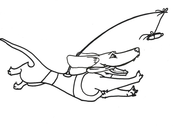 SAAP commission- Wiener dog races!