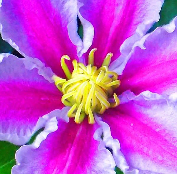 flower insides #5