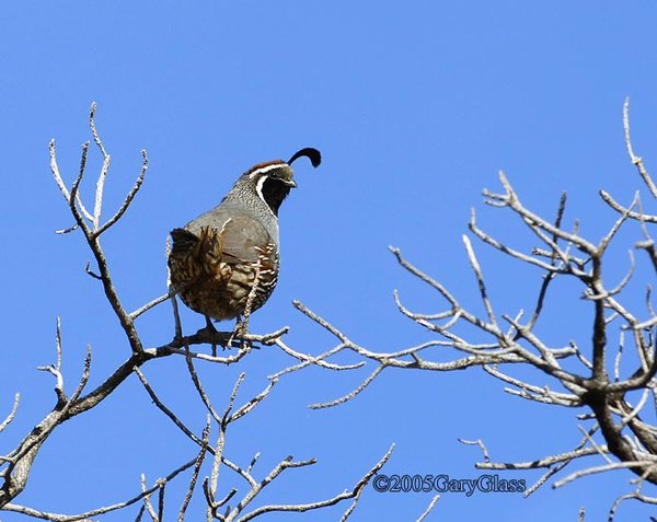 The Quail Tree