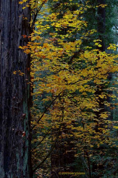 A Burst of Yellow