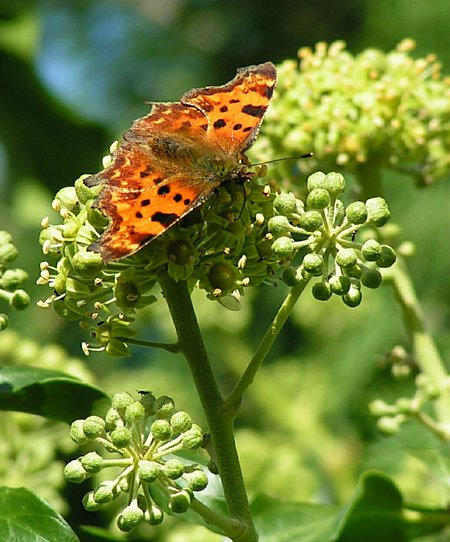 Comma feeding on Ivy