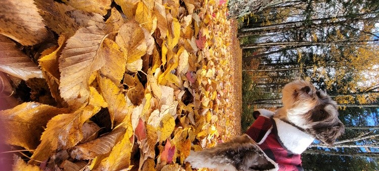 Bennett's Fall Exploration