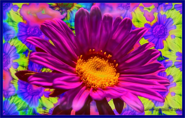 Daisy Dreams