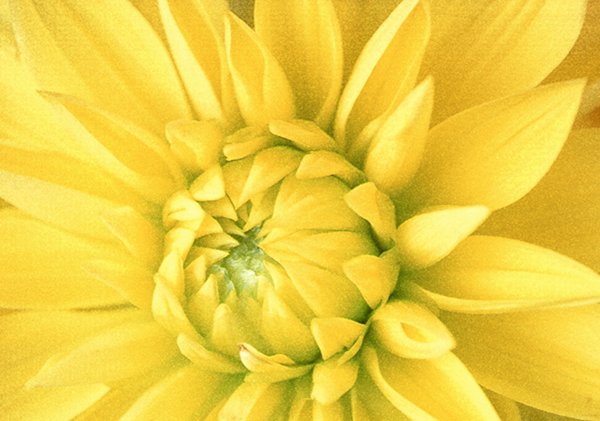 Dahlia