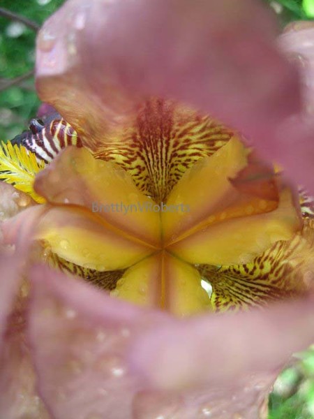 Hurricane Iris