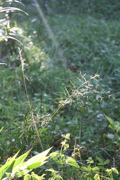 Whispering Weeds