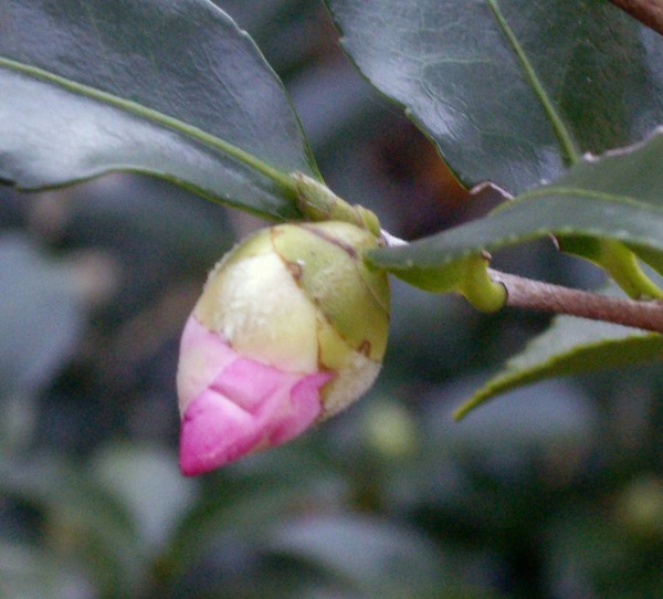 IMGP2437