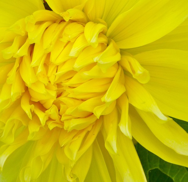 The Dahlia Sisters - Yellow