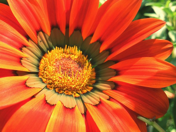 Exotic Orange